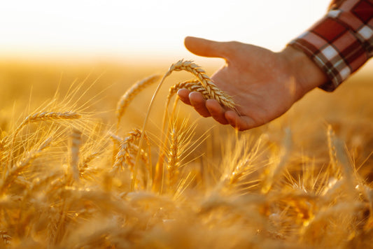 Cereales y Semillas Saludables: Cómo Diversificar tu Dieta para Mantener la Salud