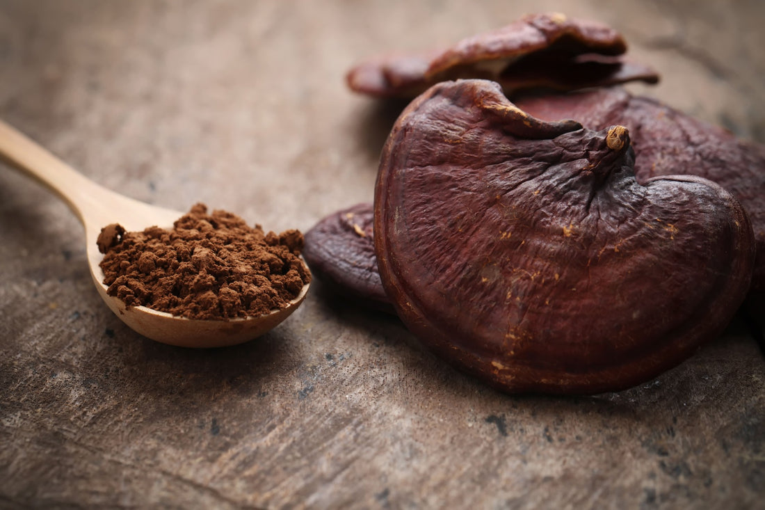 Reishi: 10 Benefits for Health and Longevity